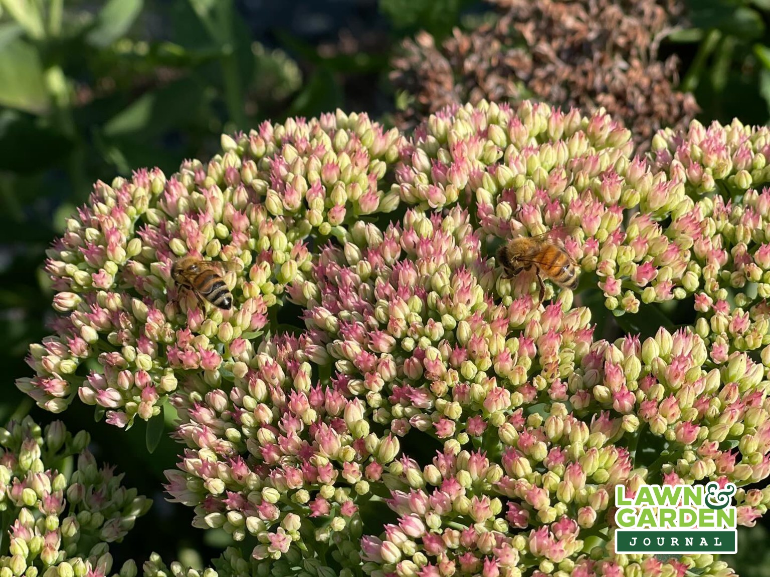 Late Summer blooming pollinator plants with bees