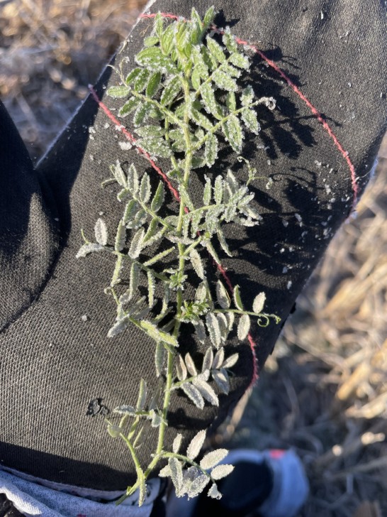 white tips on the edges of green leaves on a hairy vetch plant