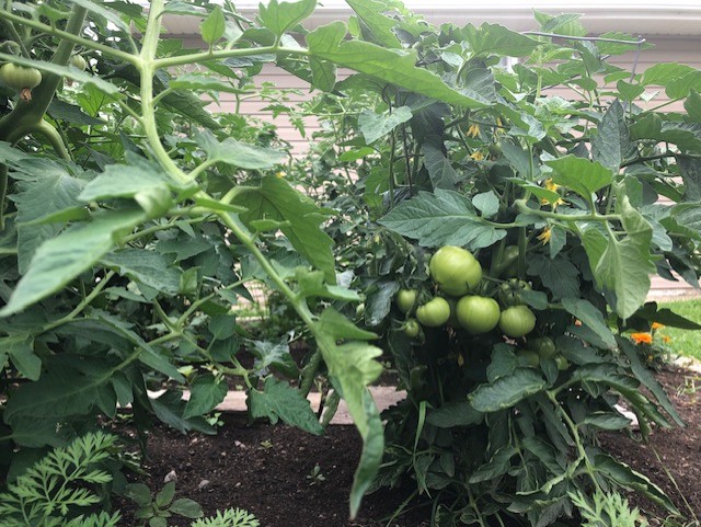 A photo of some tomatoes in Rob Carnie's garden is shown here
