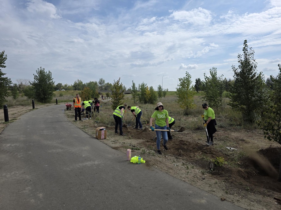 Volunteers from the Innovation Federal Credit Union putting in their manual labour at the Chinook Pathway in Swift Current. (photos by Hayden Michaels)