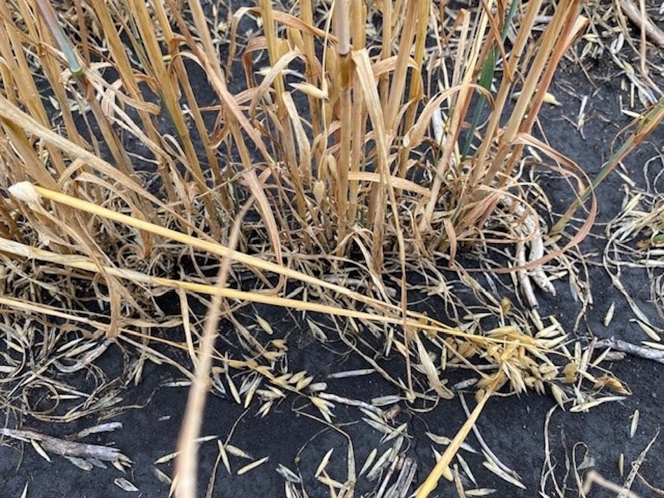 Hail damage on oats showing oats battered by hail as a result of storm