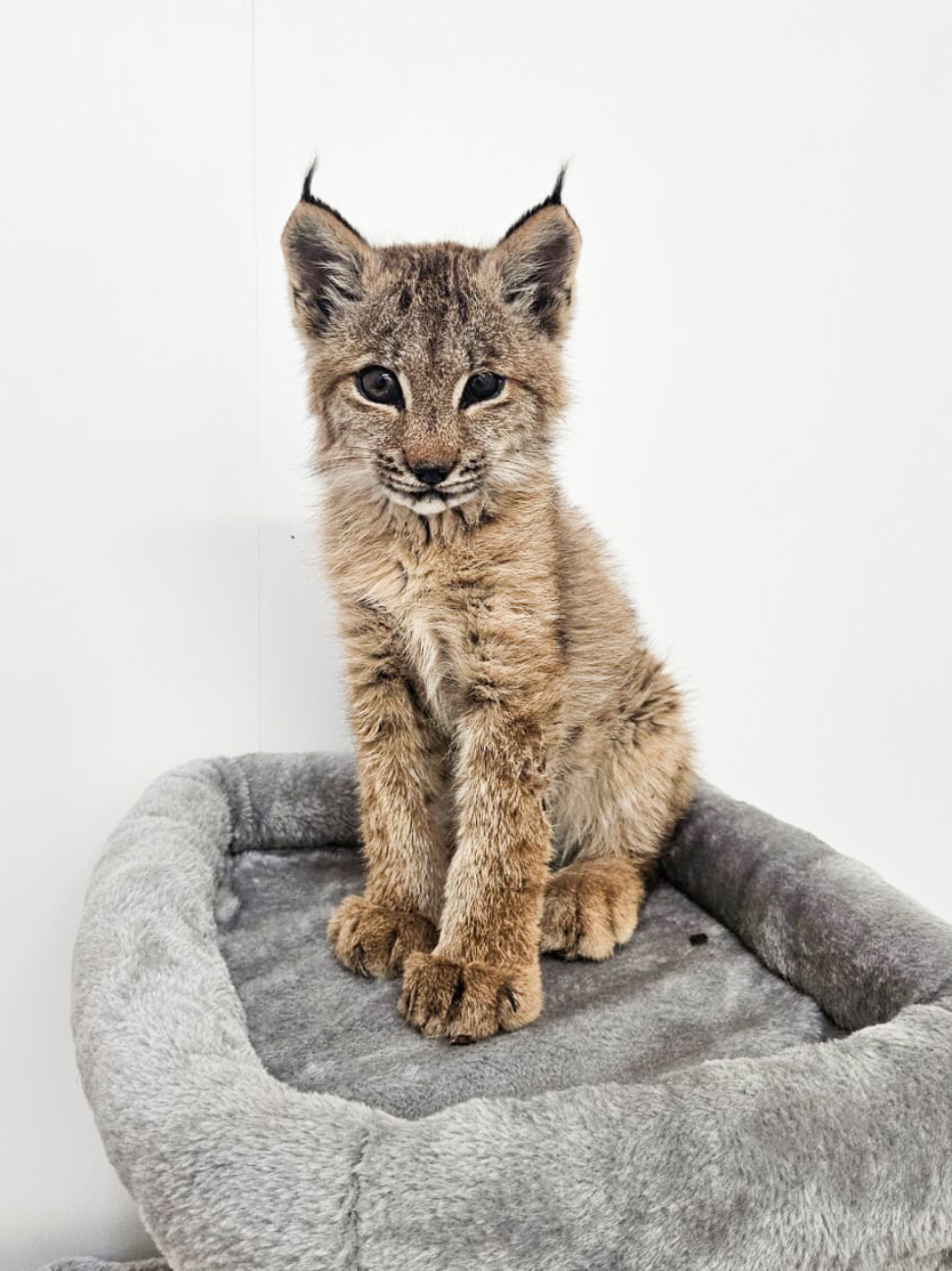 a young lynx