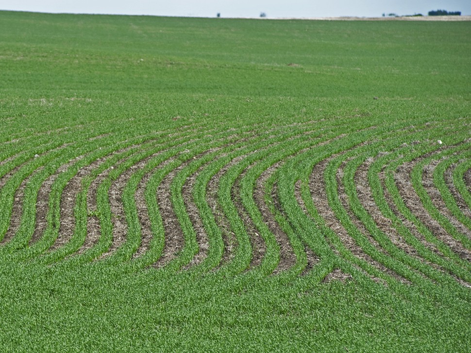 The curving, lush green rows of newly-emerged crop are visible in a field.
