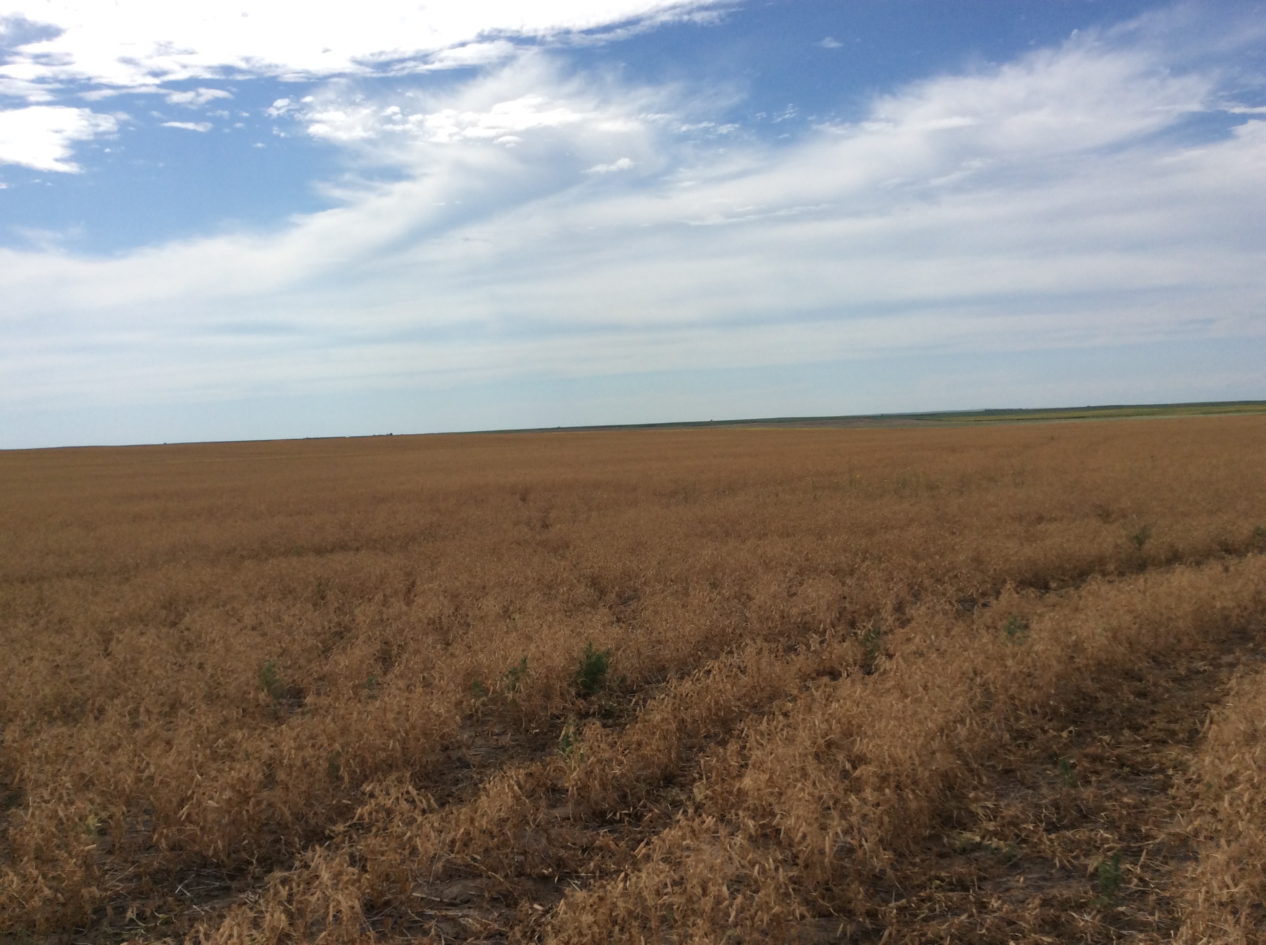 peas ready to harvest