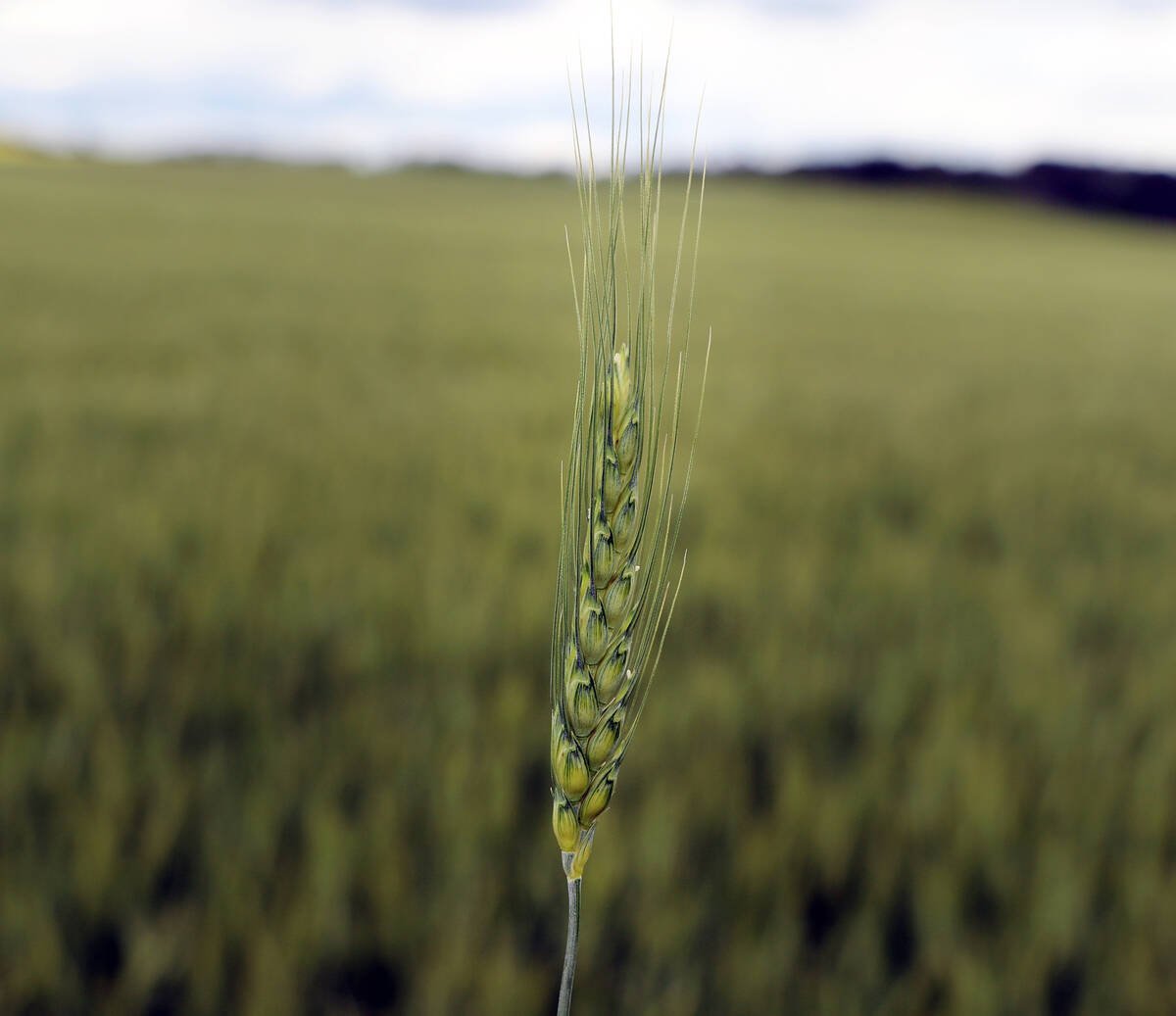 close up of spring wheat head 
