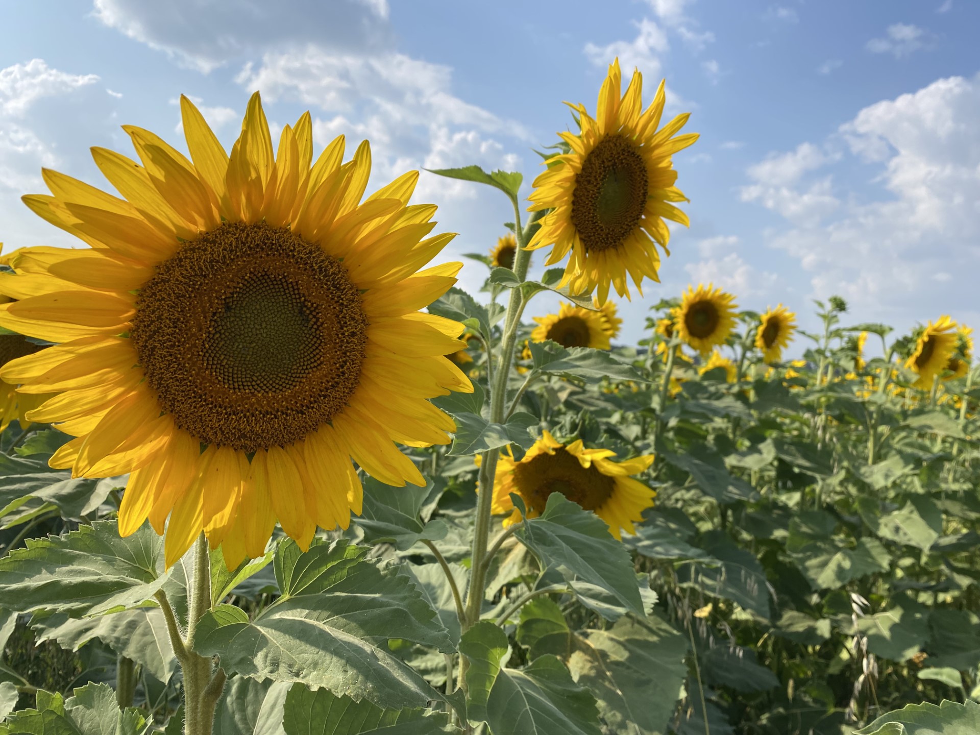 a sunflower field
