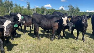 black steer calves grazing on a pasture