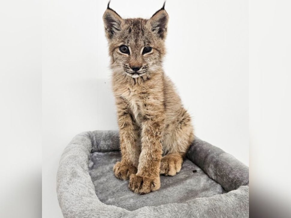 20-week-old lynx recovering at Wildlife Haven Rehabilitation Centre (photo provided by Wildlife Haven Rehabilitation Centre