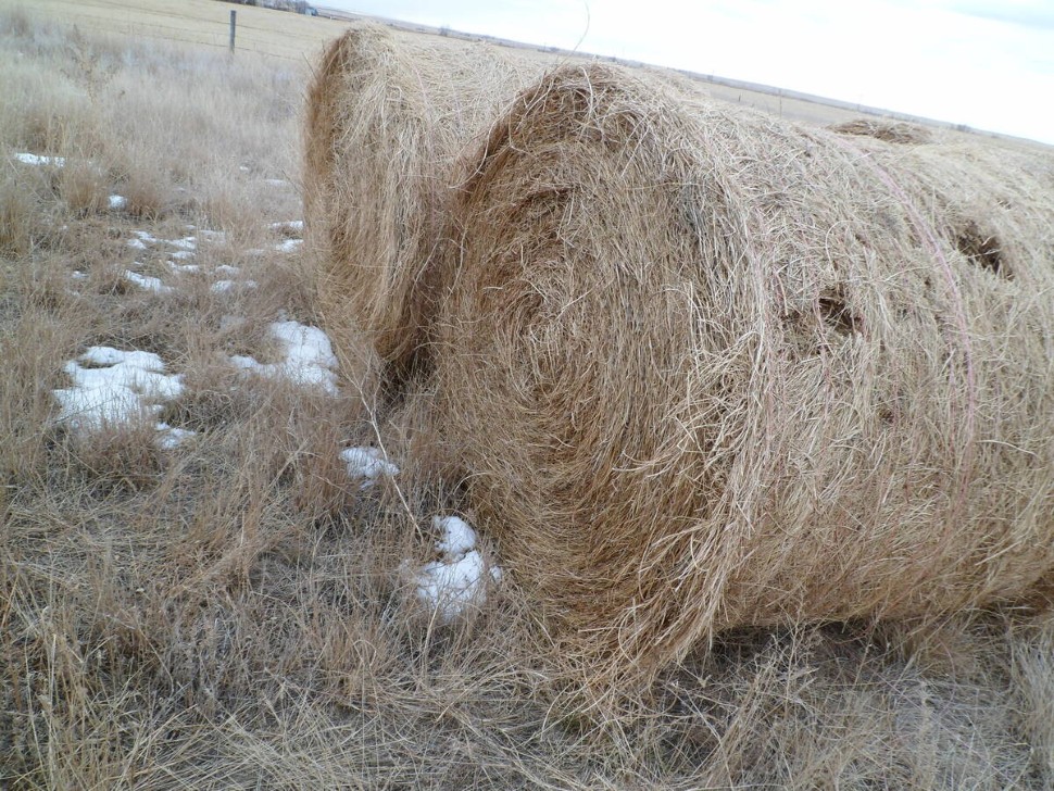  Two large round bales sit in a field with holes from rat damage clearly visible on one of them.