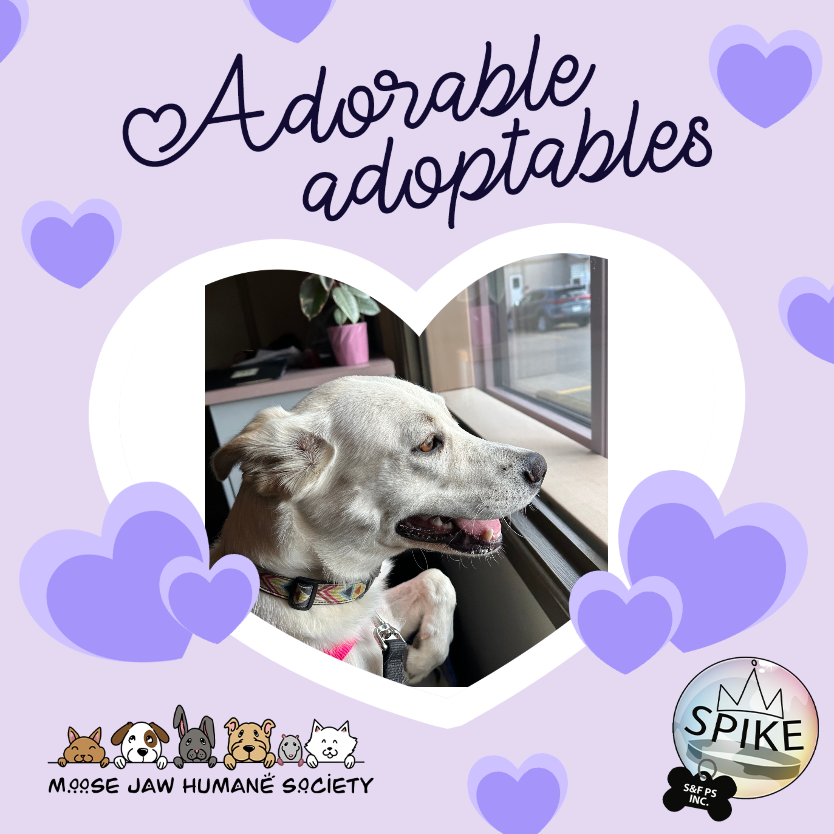 Adoptable sept 5