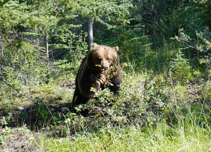 bear kanaskis banff grizzly