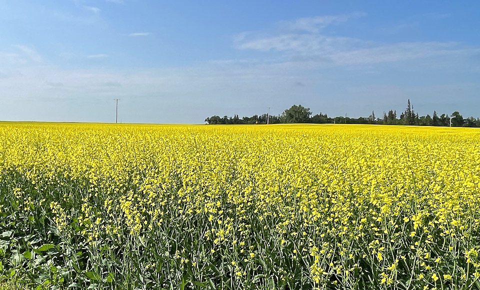 CANOLA 