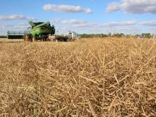 John Deere combine harvesting a canola crop 