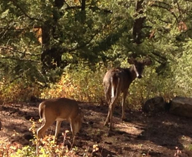 two deer standing under a tree