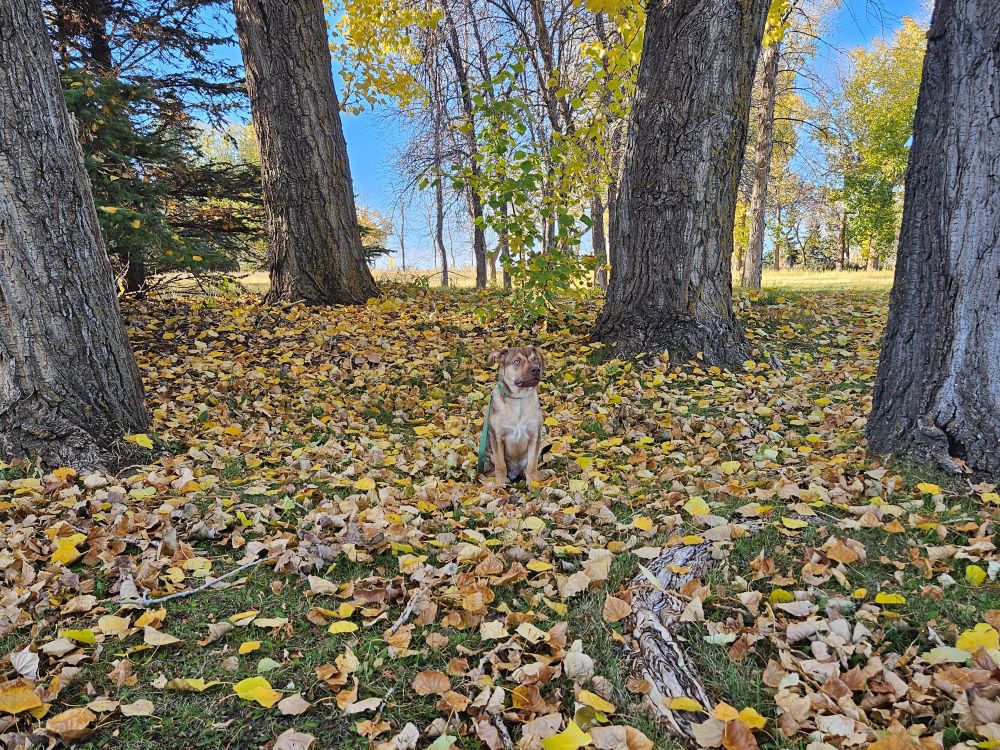 Dog in the fall leaves. 