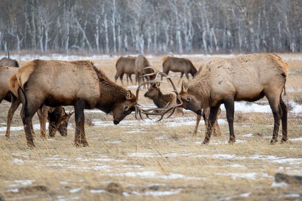 Elk in Waterton Lakes National Park.