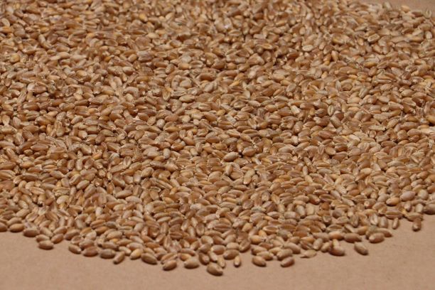 wheat kernels on a brown paper waiting to be analyzed