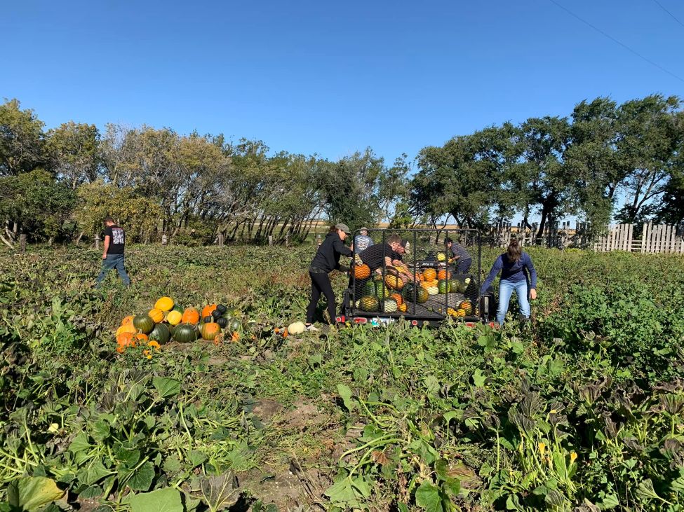 people picking pumpkins in a pumpkin patch