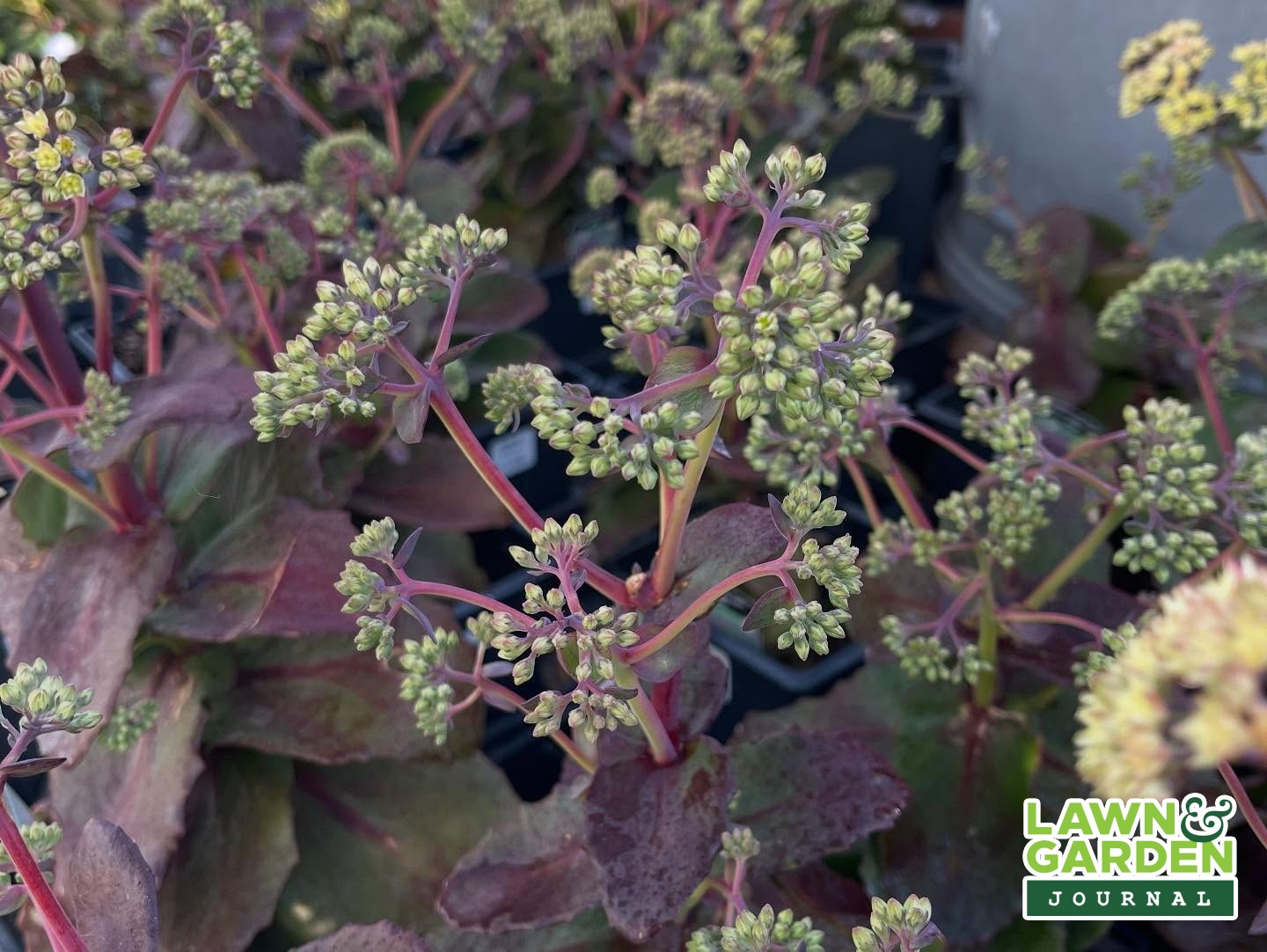 Plants from St. Mary's Nursery and Garden Centre