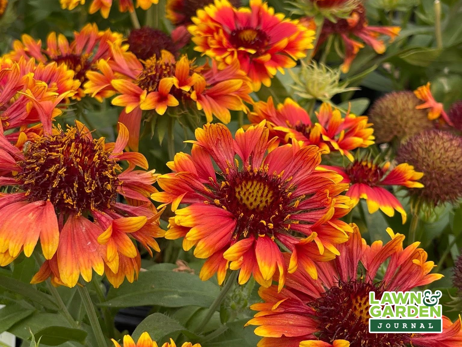 Flowers from St. Mary's Nursery and Garden Centre