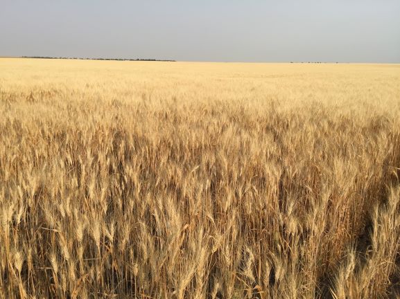 golden wheat ready to harvest