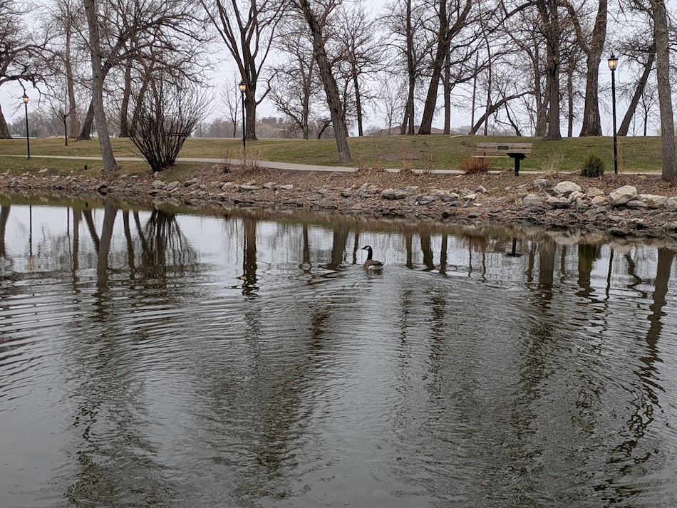 A Canada goose enjoying a spring swim in the Rotary Duck Pond