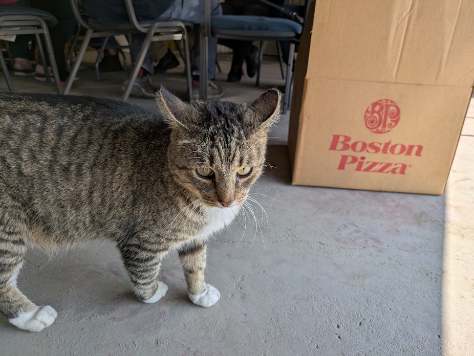 Though he usually prefers mice, Socks the farm cat joined the Moran Farms crew for the Harvest Lunch Delivery on September 9. PortageOnline/Maryssa McFadden