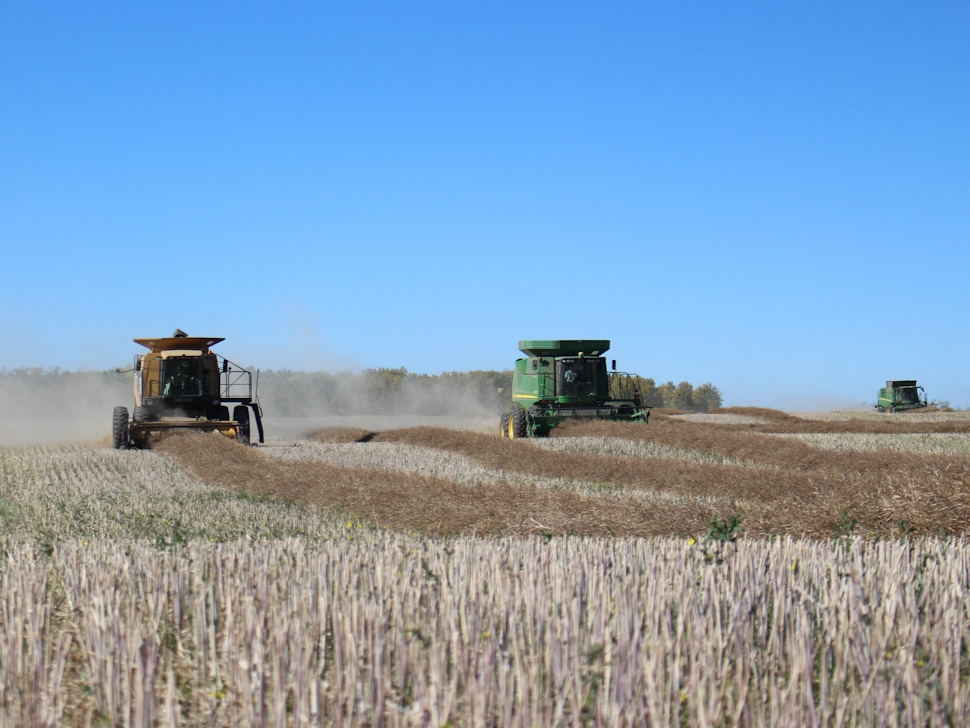 canola harvest