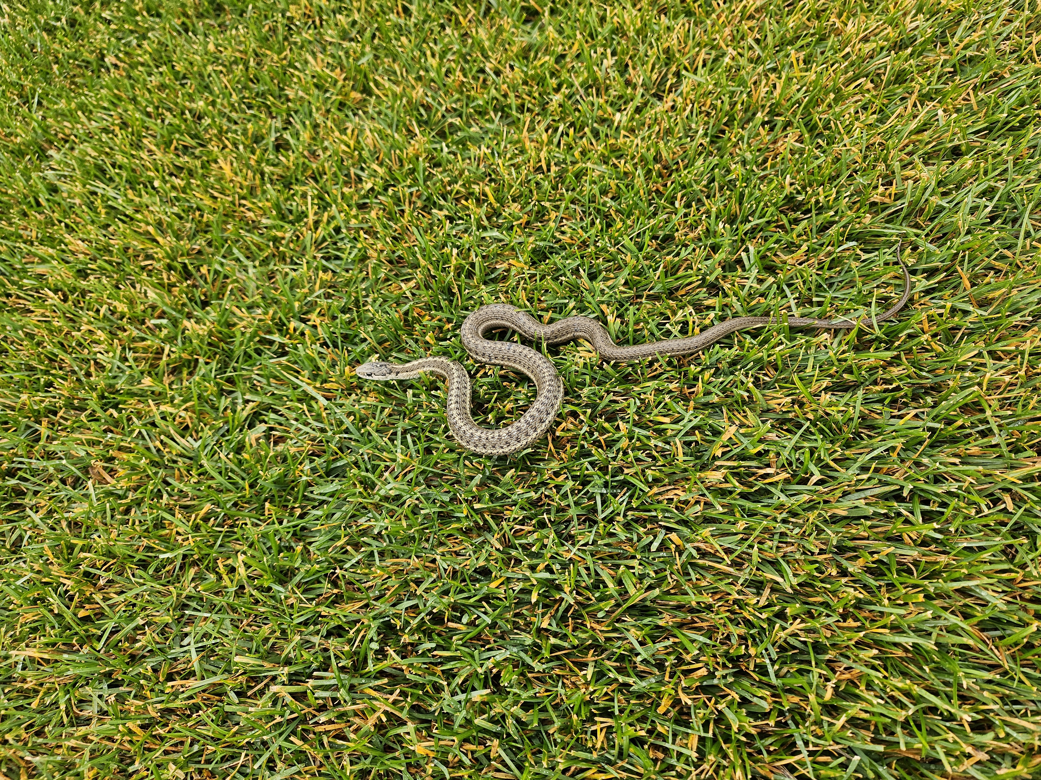 garter snake 