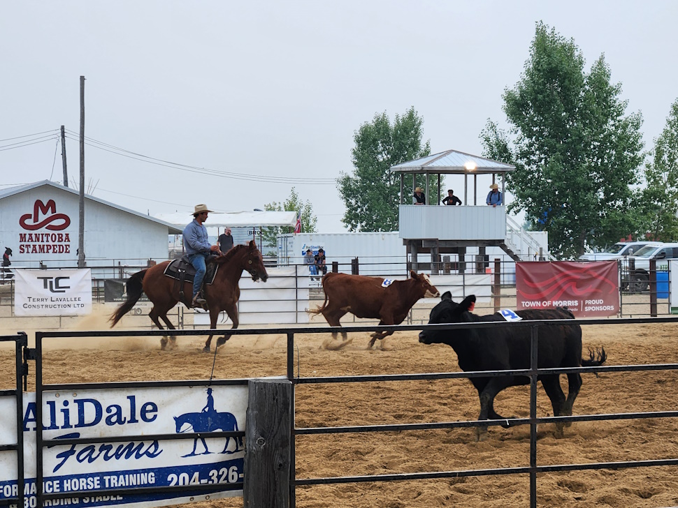 Penning, happening over on the southwest of the grounds. PortageOnline/ Tristen Sokolosky