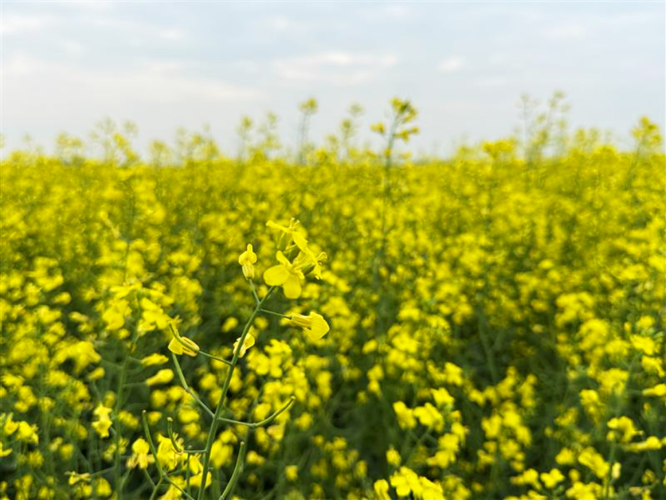 canola