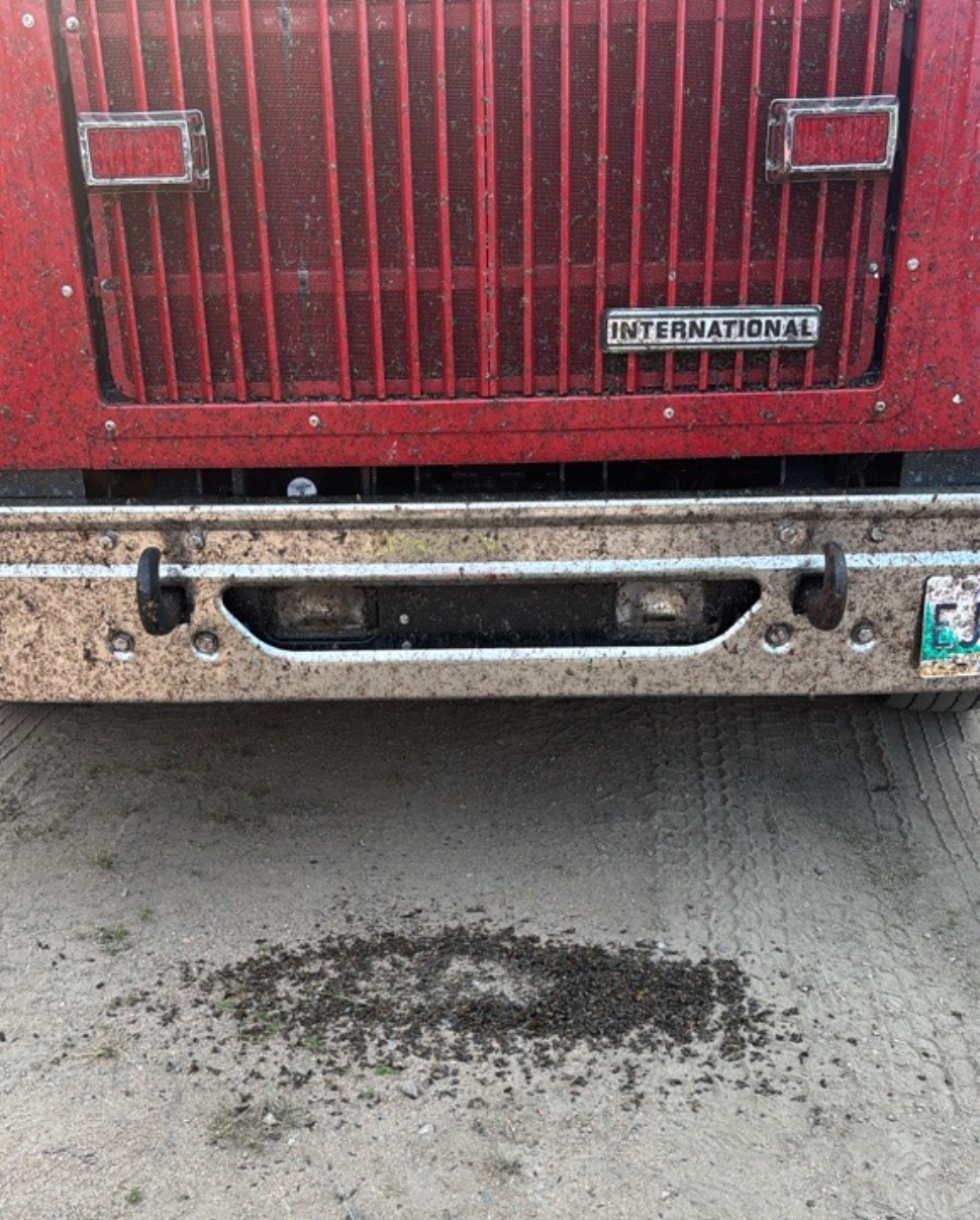 bugs in truck grille