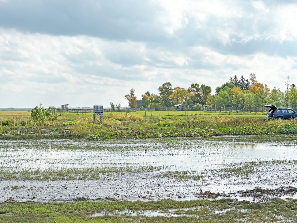 The MHV Community Gardens on Tuesday (yesterday) still had large puddles, compared to gardeners needing to walk through knee-deep water last week.