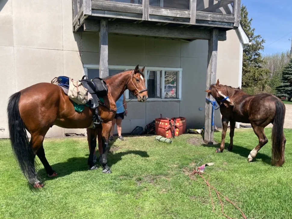 Horses at rest stop (photo provided)