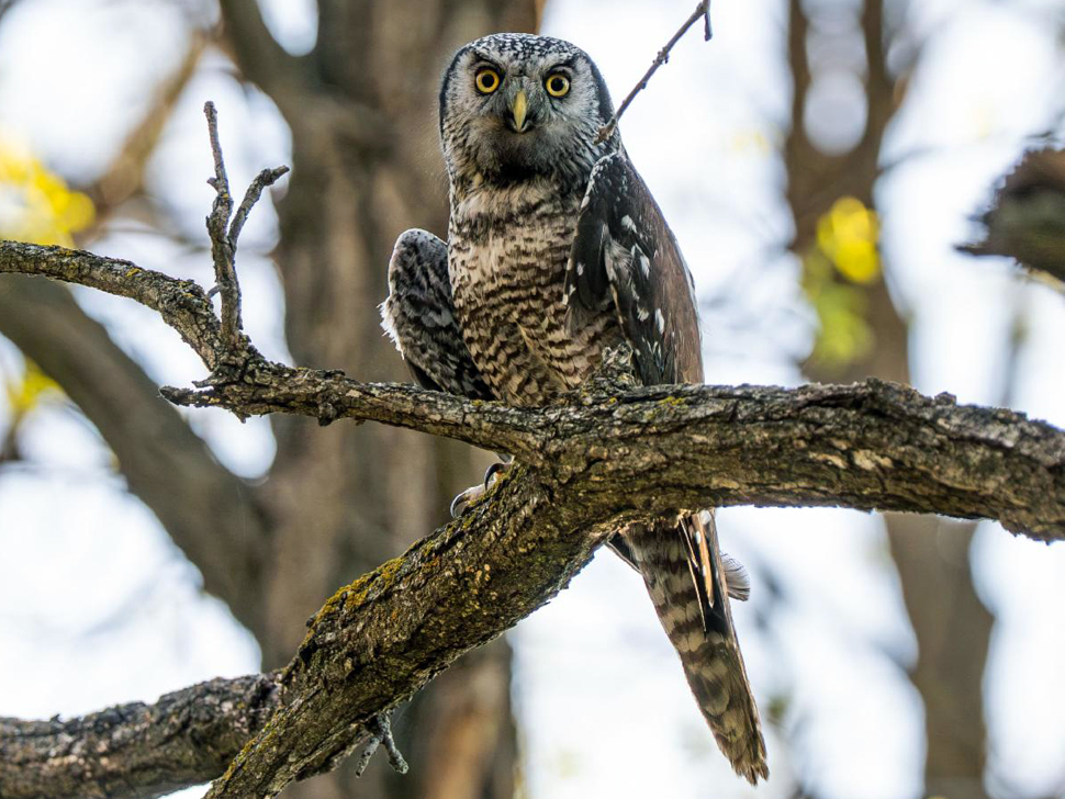 Northern Hawk Owl sitting on a branch in a tree.