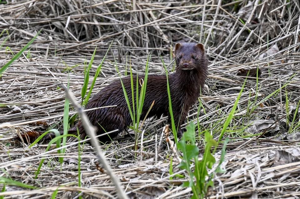 A mink moves through the grass in Nose Creek Park in June 2025. Photo / Trudy Marie