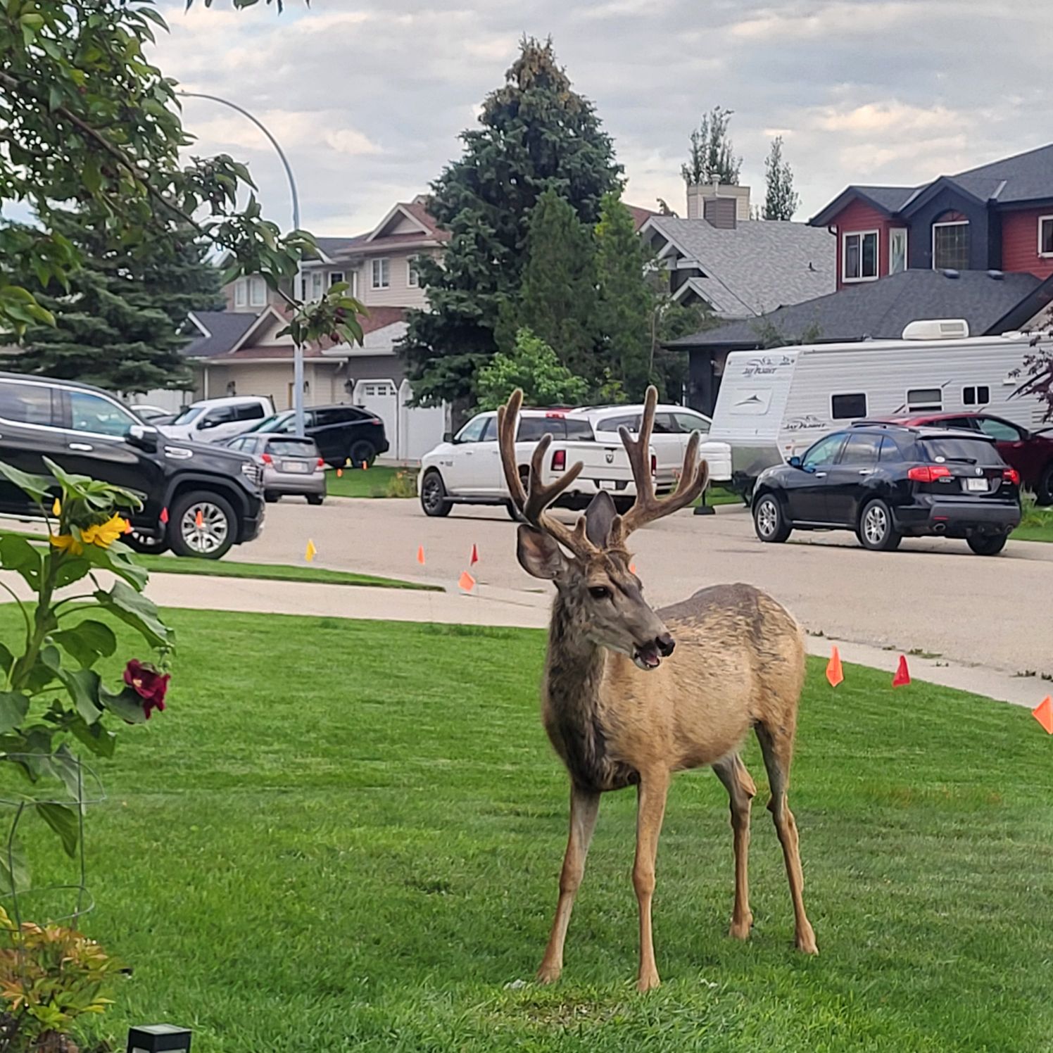 A buck stands on a residential lawn in Airdrie. Photo / Heidi Pack