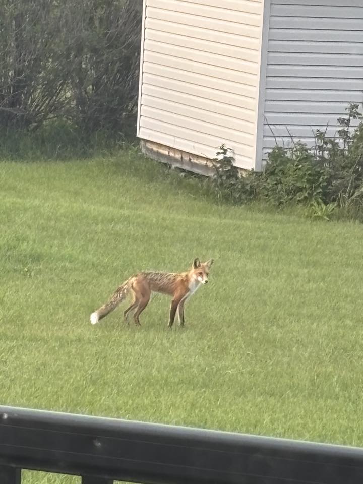 A fox crosses a yard southwest of Airdrie on the evening of July 19, 2025. Photo / Diann Marchessault