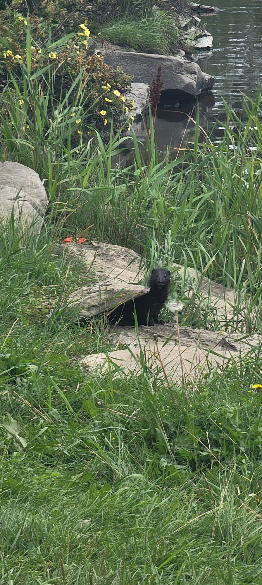 A mink peers out from between rocks along the creek in Airdrie’s Summerhill area on Aug. 14, 2025. Photo / Jessica Williams