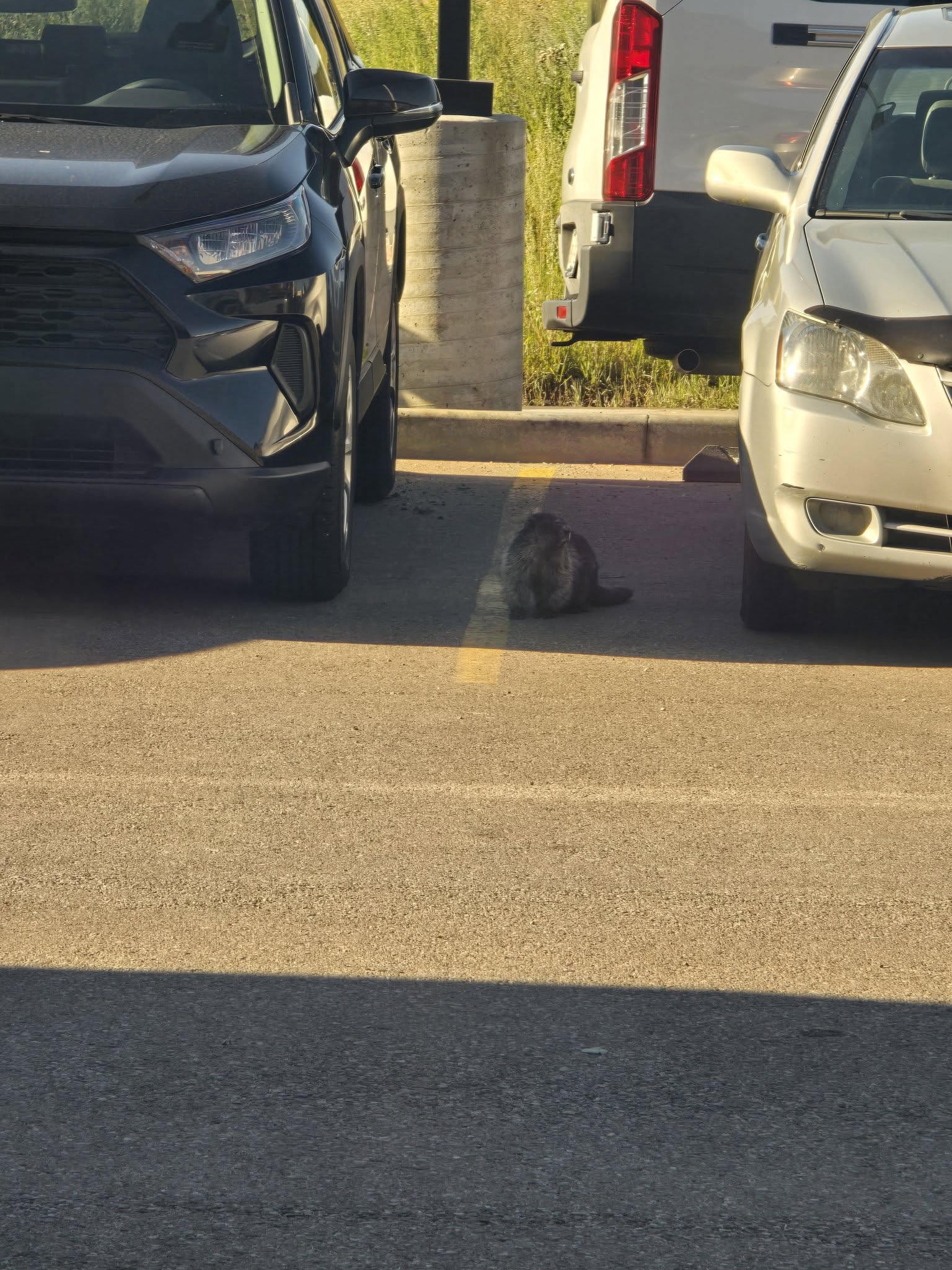 A beaver rests between parked cars in Sierra Springs on Aug. 12, 2025. Photo / April Jennifer
