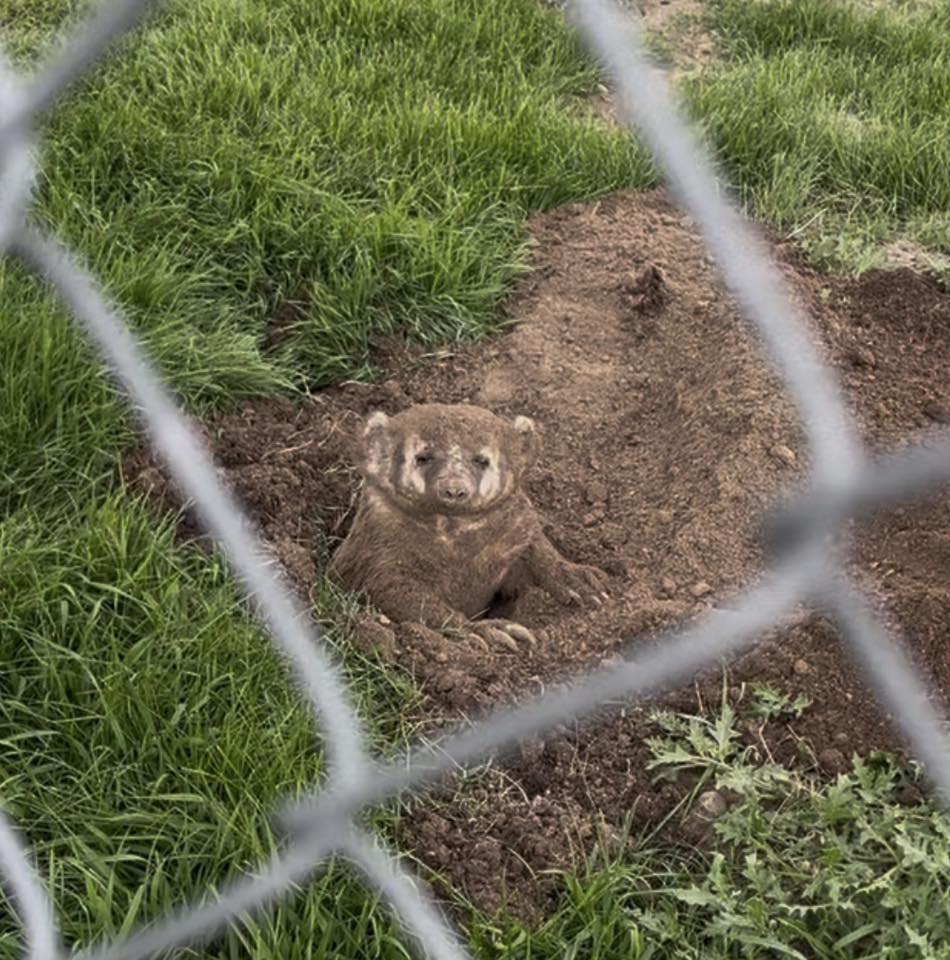 A badger peeks out from its freshly dug burrow in Cobblestone Creek, southwest Airdrie, in spring/summer 2025. Photo / Kelly Crispens