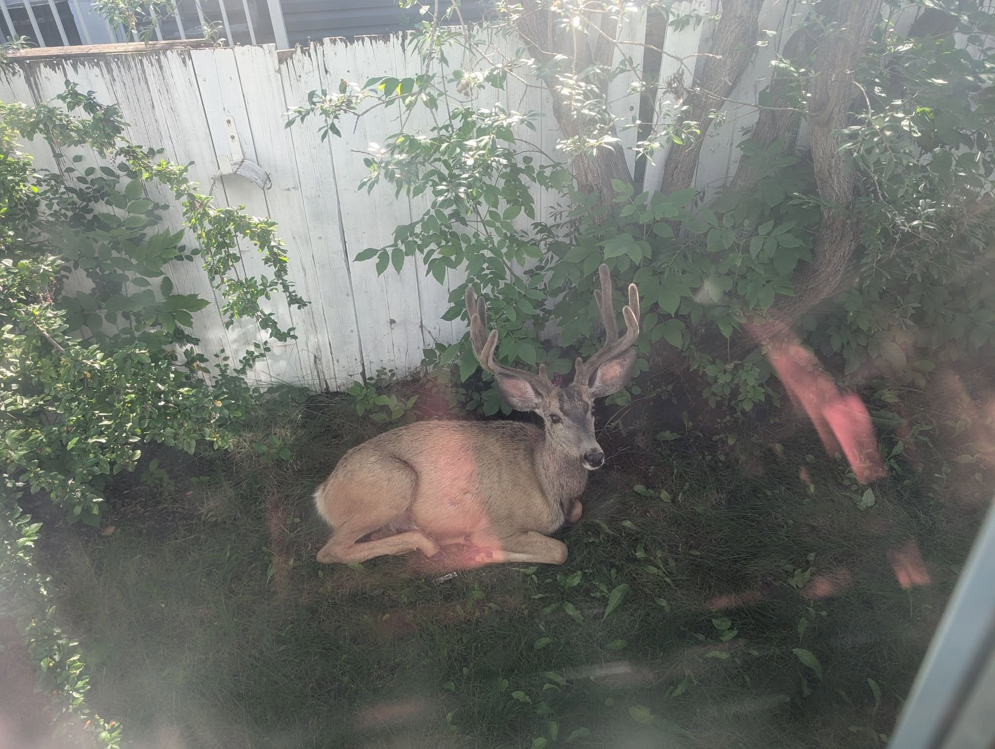 A buck rests in the shade outside a bedroom window. Photo / Jess Sea