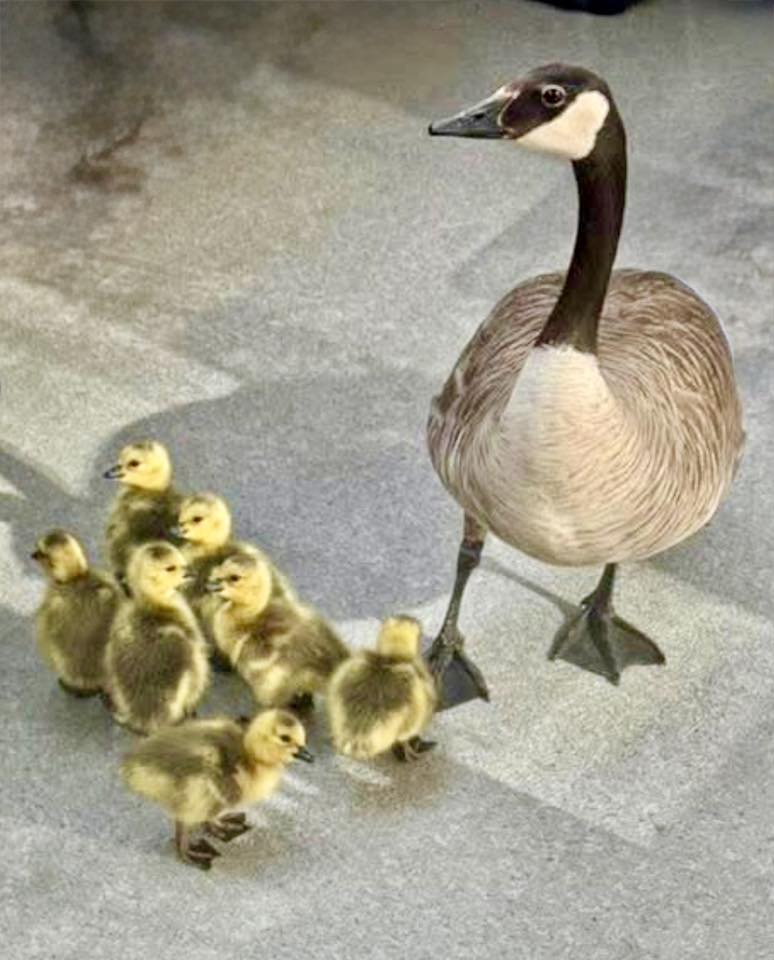 A Canada goose stands watch over its newly hatched goslings on a third-floor balcony in May. Photo / Barbara Trudeau