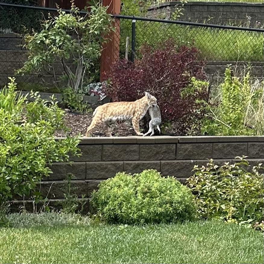 A bobcat carries a rabbit through a backyard in Panorama Hills, Calgary. Photo / Dang Good Carpet and Furnace Cleaning