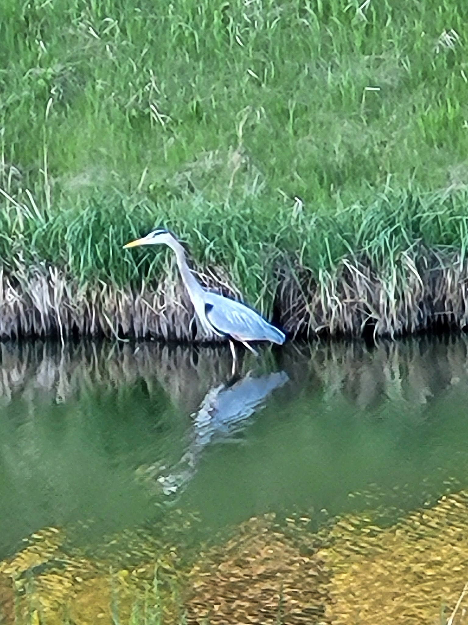 A great blue heron stands in the water near Summerhill on Aug. 15. Photo / Kathy Hayashi