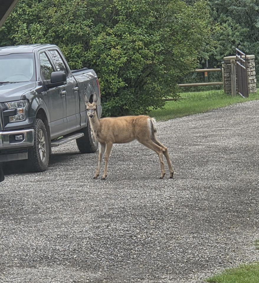 A deer stands near a driveway in Cobblestone Creek, southwest Airdrie, in spring/summer 2025. Photo / Kelly Crispens