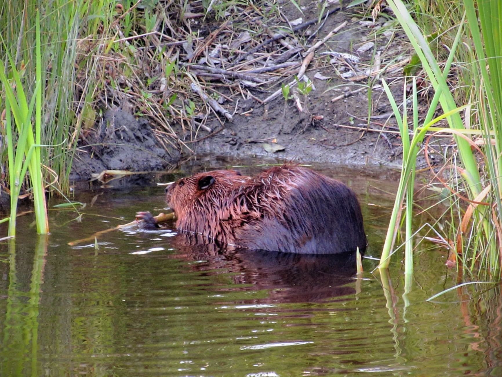 A beaver chews on a branch in the water near the shore. Photo / Angela Stone