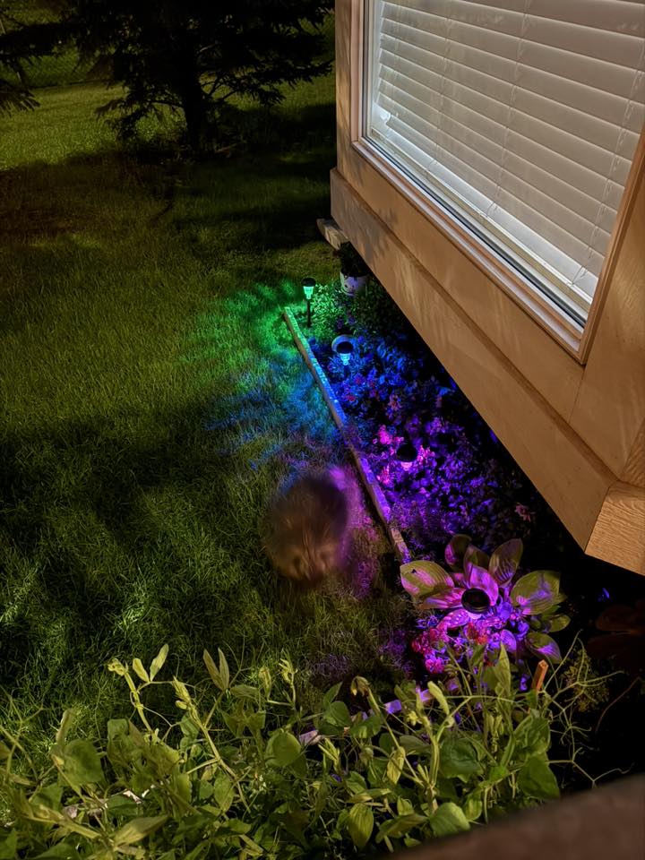 A porcupine nicknamed “Luxstone Larry” moves through a yard lit by garden lights. Photo / Tanya Dowie