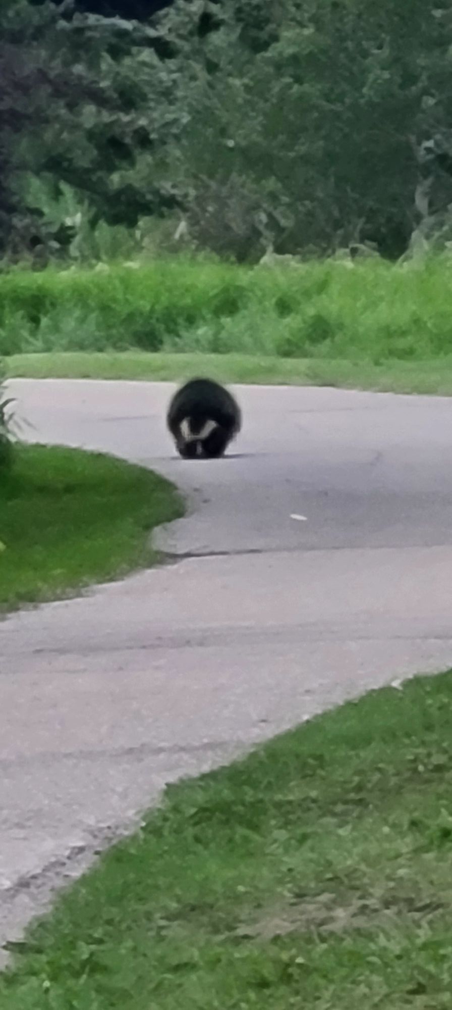 An animal moves along a pathway in Airdrie on Aug. 15. Photo / Marry Mo