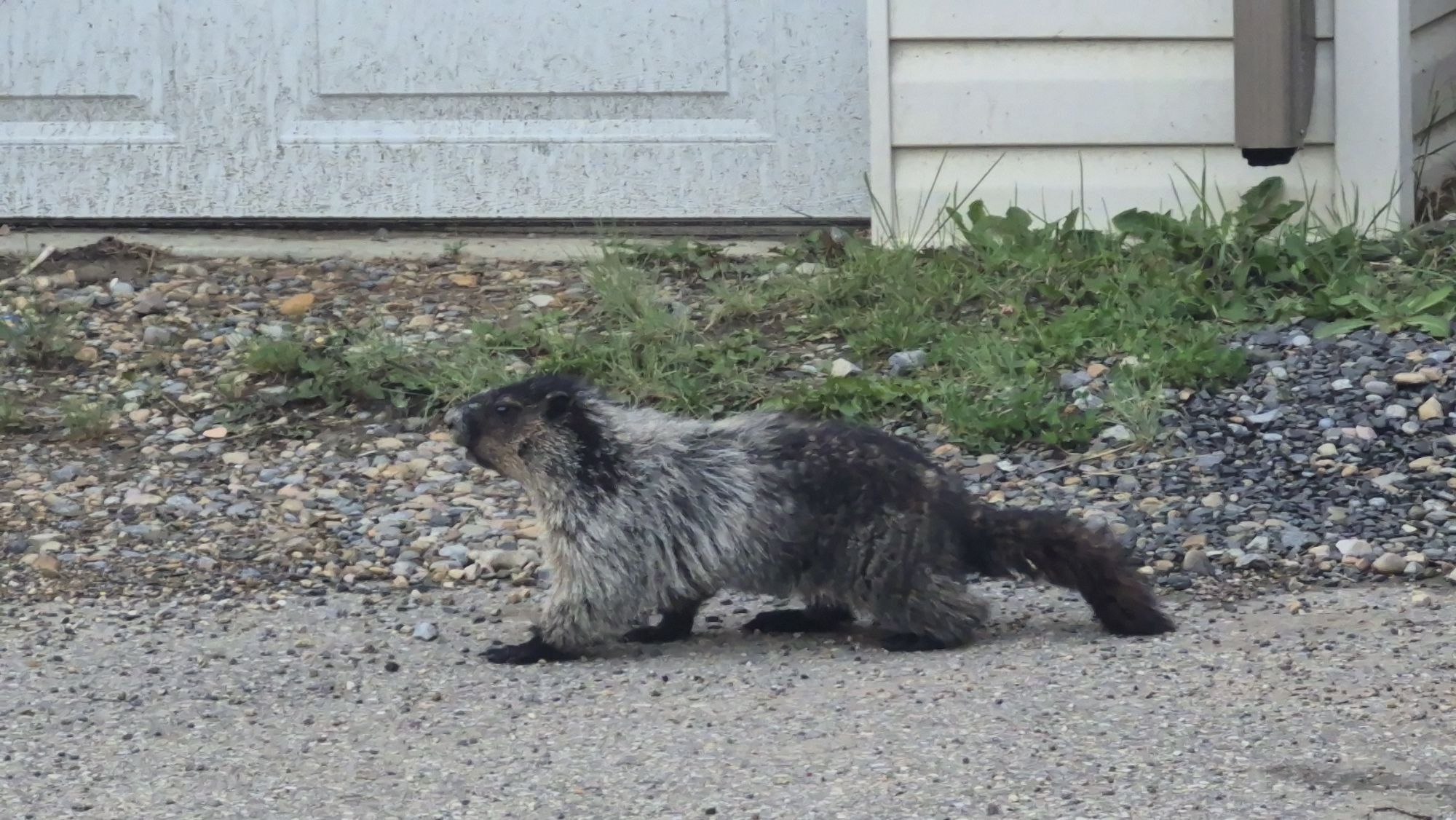 A hoary marmot nicknamed “Horace” was spotted in Airdrie after reportedly wandering from Edworthy Park. Photo / Mitch Ogb